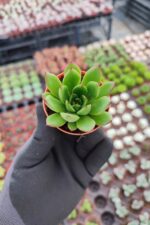 Agavoides Christmas