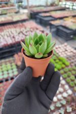 Agavoides Christmas - Görsel 2