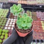 Echeveria victor Sukulent