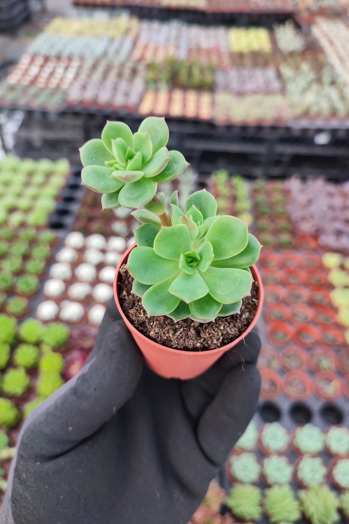 IMG_20260610_163908 Echeveria victor Sukulent - Görsel 1