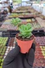 Echeveria victor Sukulent - Görsel 2