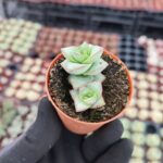 Crassula conjuncta