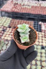 Crassula conjuncta