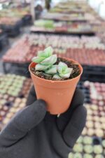 Crassula conjuncta - Görsel 2