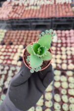 Kalanchoe Laetivirens - Görsel 2