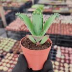 Kalanchoe Laetivirens