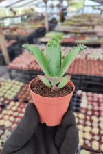 Kalanchoe Laetivirens