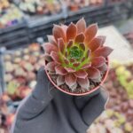 Sempervivum Red Coral