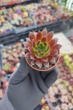 Sempervivum Red Coral