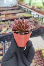 Sempervivum Red Coral - Görsel 2
