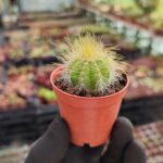 Notocactus magnificus