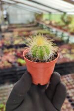 Notocactus magnificus