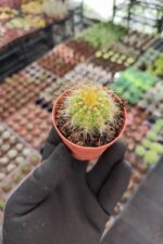 Notocactus magnificus - Görsel 2