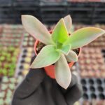 Graptoveria fred ives