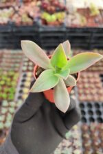 Graptoveria fred ives