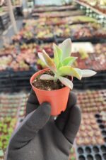 Graptoveria fred ives - Görsel 2