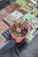 Huernia hybird - Görsel 3