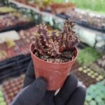 Huernia hybird