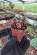 Huernia hybird
