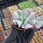Echeveria Cubic Frost