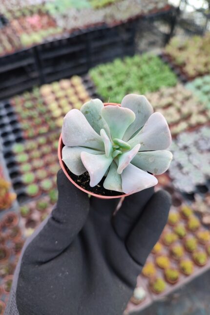 Echeveria Cubic Frost