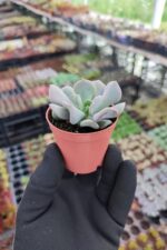 Echeveria Cubic Frost - Görsel 2