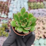Agavoides Christmas