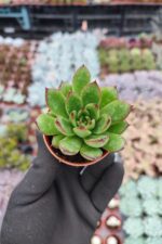 Agavoides Christmas