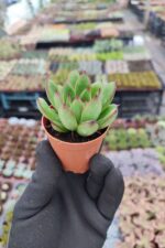 Agavoides Christmas - Görsel 2
