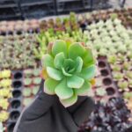 Echeveria greenprince