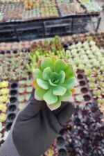 Echeveria greenprince