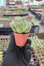 Echeveria greenprince - Görsel 2
