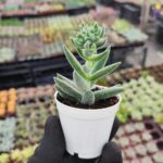 Crassula Mesembryanthemoides