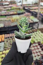 Crassula Mesembryanthemoides