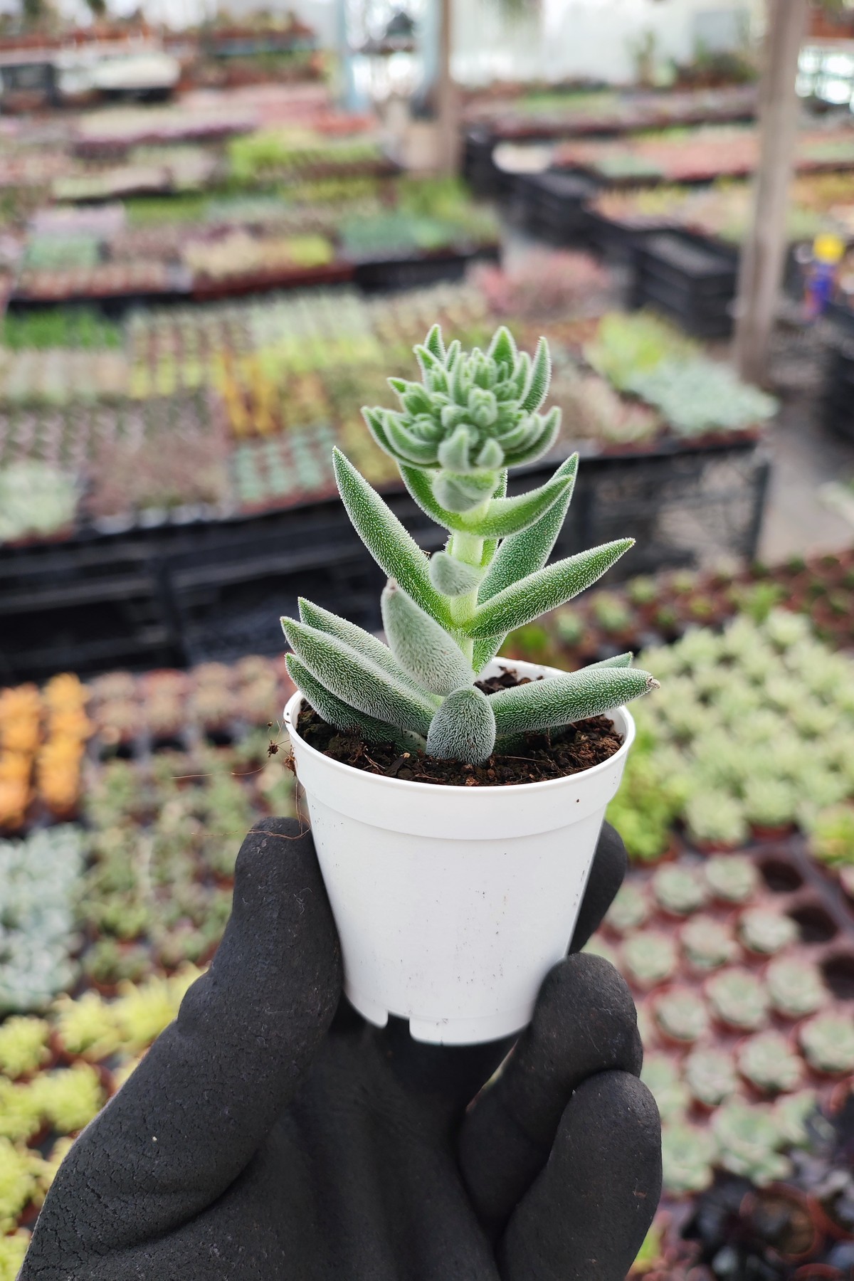 IMG_20260824_155420 Crassula Mesembryanthemoides - Görsel 1