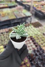 Crassula Mesembryanthemoides - Görsel 2