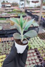Kalanchoe Fedtschenkoi - Görsel 3