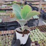 Kalanchoe Fedtschenkoi