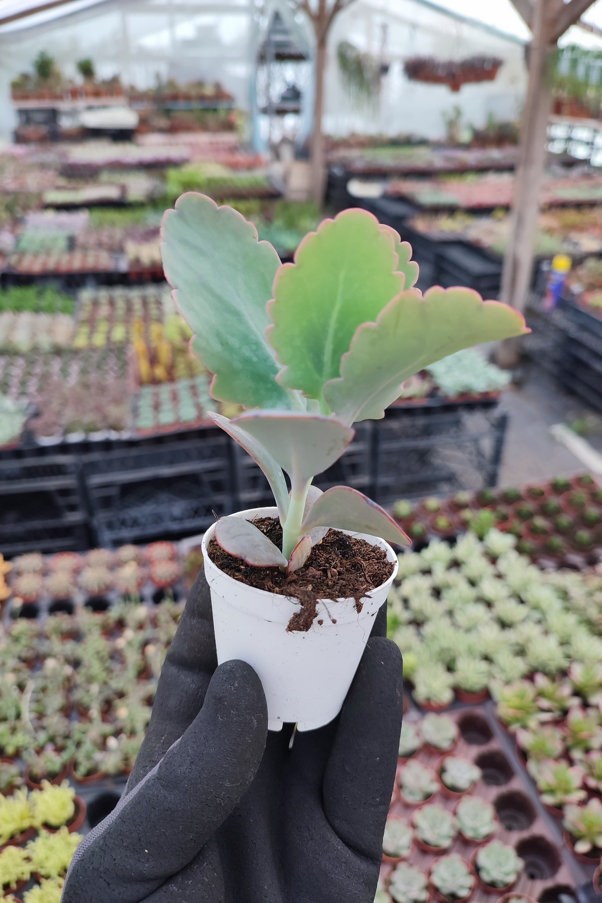 IMG_20260824_155500 Kalanchoe Fedtschenkoi - Görsel 1