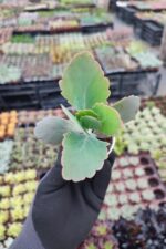 Kalanchoe Fedtschenkoi - Görsel 2