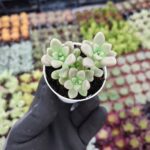 Graptopetalum mendozae