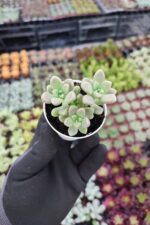 Graptopetalum mendozae