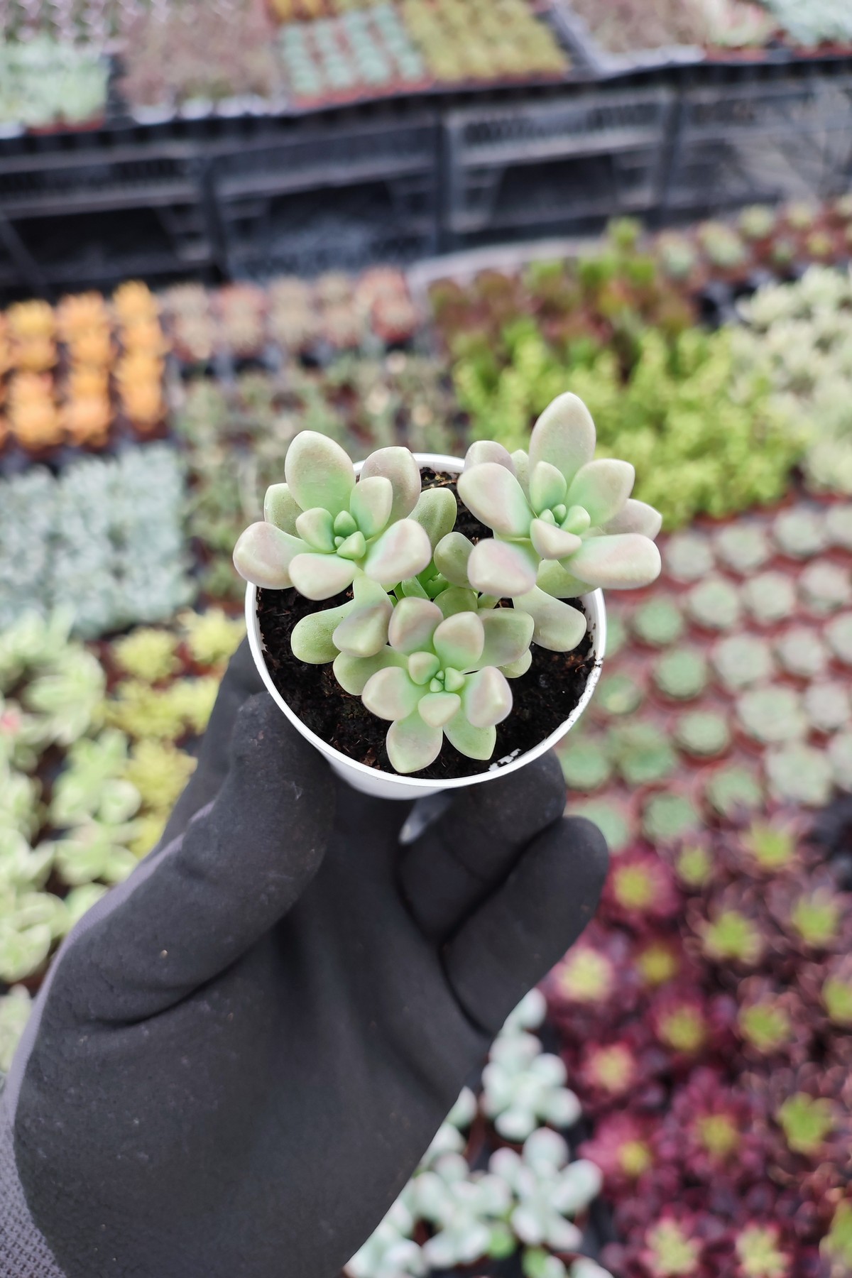 IMG_20260824_155915 Graptopetalum mendozae - Görsel 1