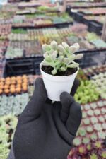 Graptopetalum mendozae - Görsel 2