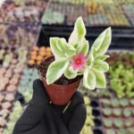 Aptenia cordifolia variegata - Buz Çiçeği
