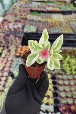 Aptenia cordifolia variegata - Buz Çiçeği