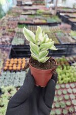 Aptenia cordifolia variegata - Buz Çiçeği - Görsel 2