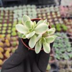 Crassula Swaziensis Variegata