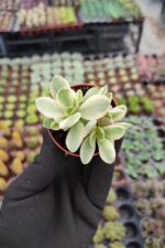 Crassula Swaziensis Variegata