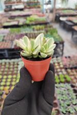 Crassula Swaziensis Variegata - Görsel 2